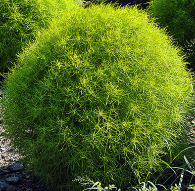 кохия веничная    Kochia scoparia